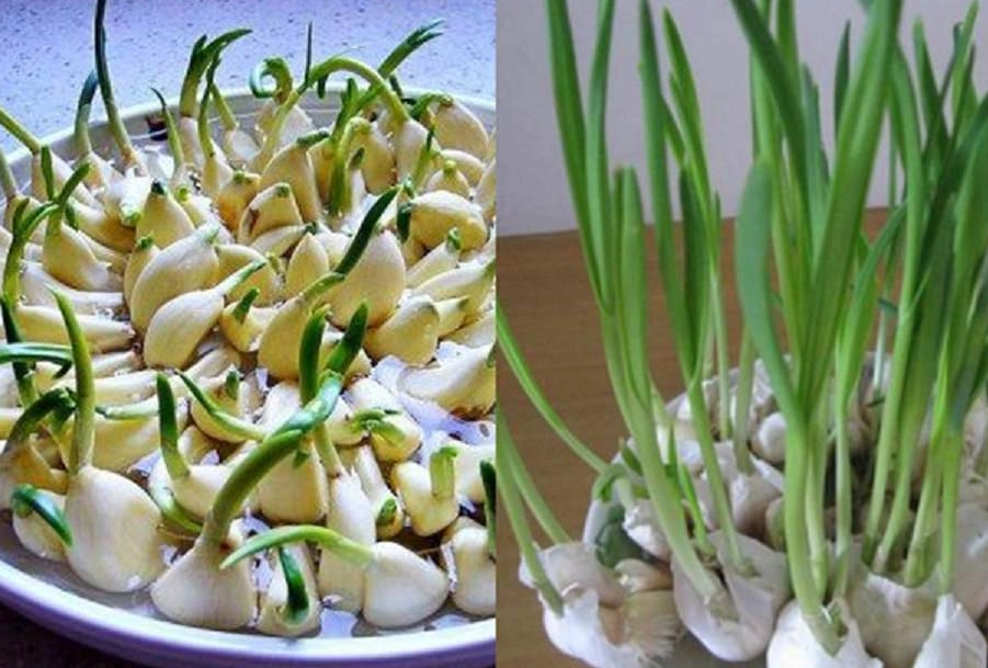 發芽蒜頭安全