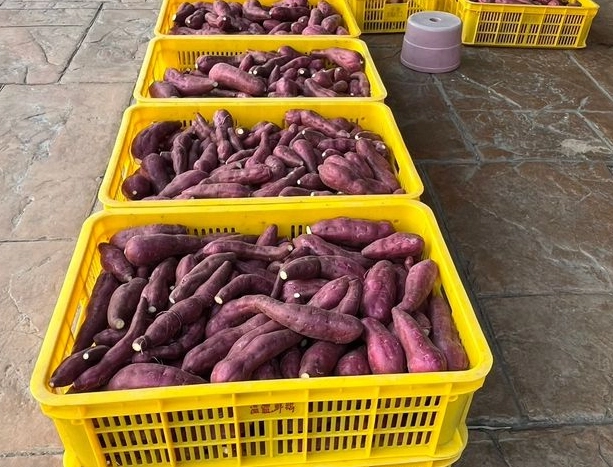 栗子地瓜 食譜