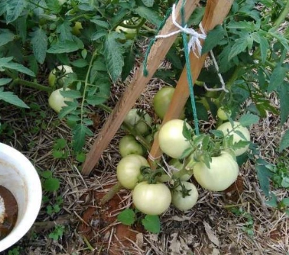 番茄結果過程全解析：掌握關鍵訣竅，提升結果率與甜度