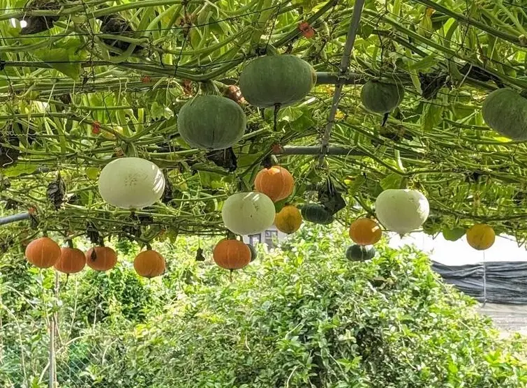 栗子南瓜 栽培