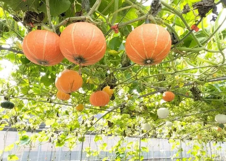 栗子南瓜 種植