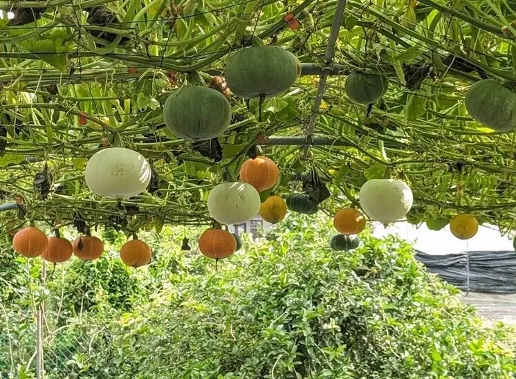 南瓜種植時間 南瓜種植時間