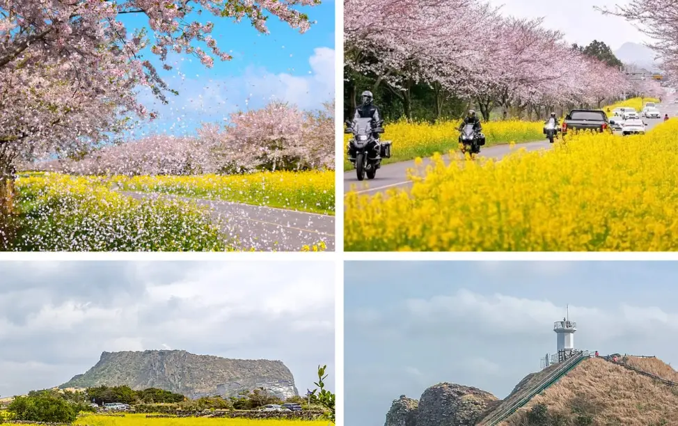 濟州島租車 濟州島租車