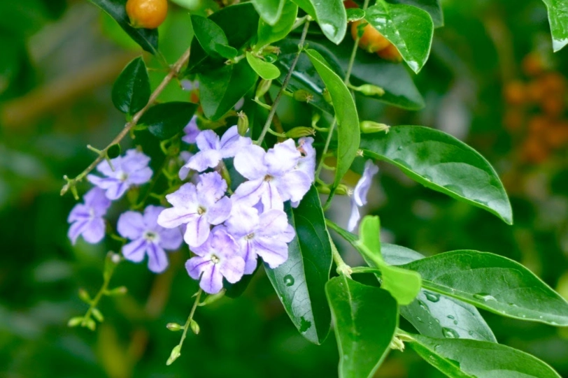 黃金露花照顧