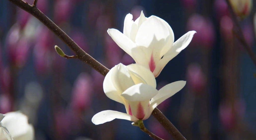 玉蘭花精油 玉蘭花精油