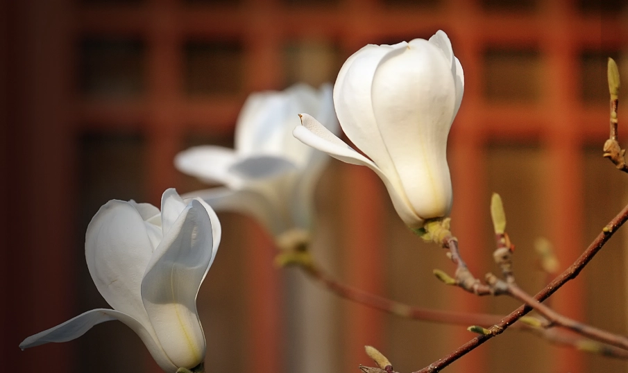 玉蘭花保存 玉蘭花保存