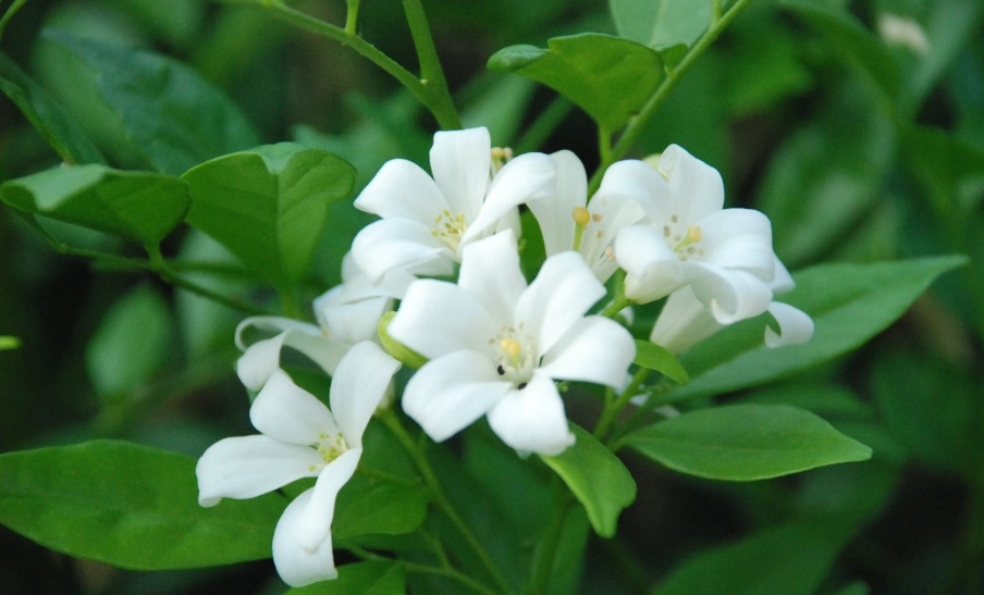 七里香綠籬