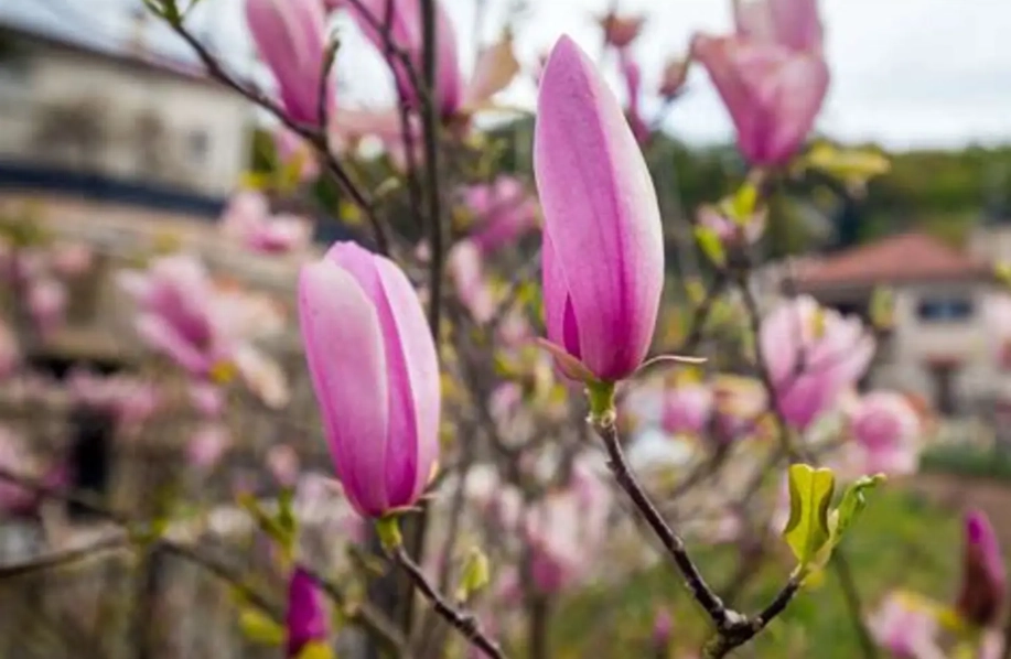 玉蘭花保存 玉蘭花保存