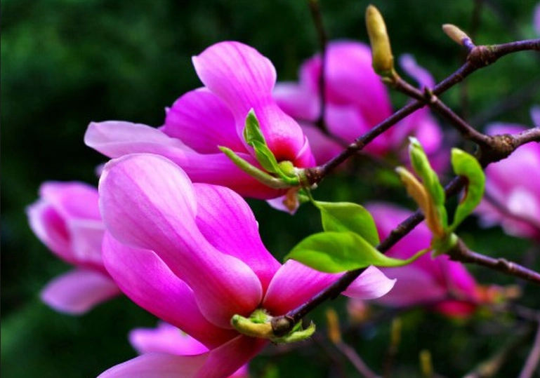 玉蘭花保存 玉蘭花保存