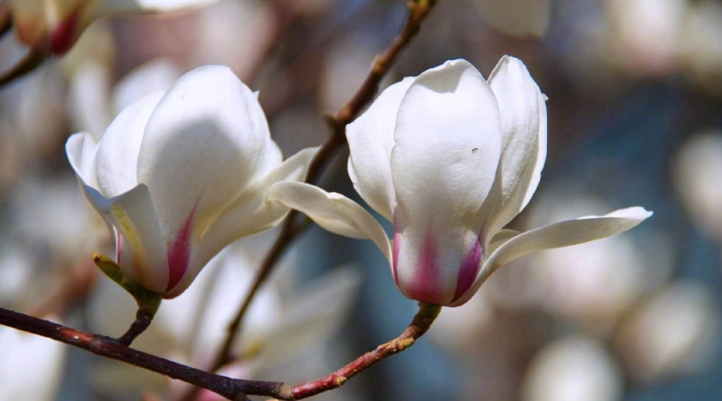 玉蘭花保存 玉蘭花保存