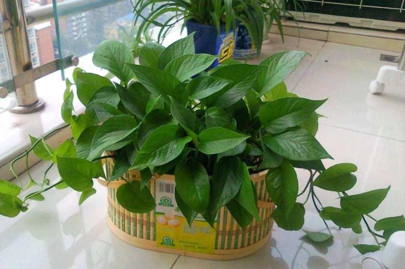 綠蘿招財 綠蘿招財