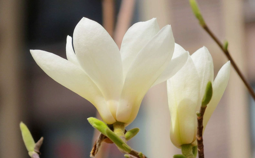 玉蘭花精油 玉蘭花精油