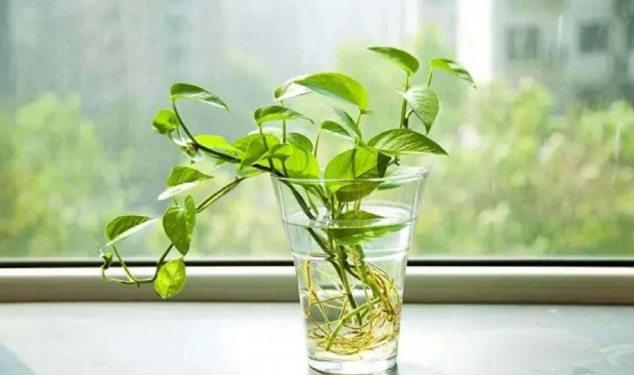綠蘿招財 綠蘿招財