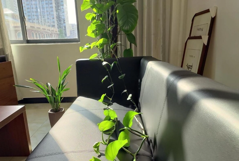 綠蘿招財 綠蘿招財