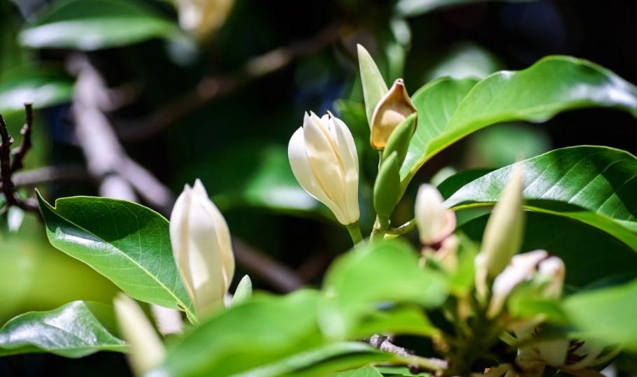 玉蘭花精油 玉蘭花精油