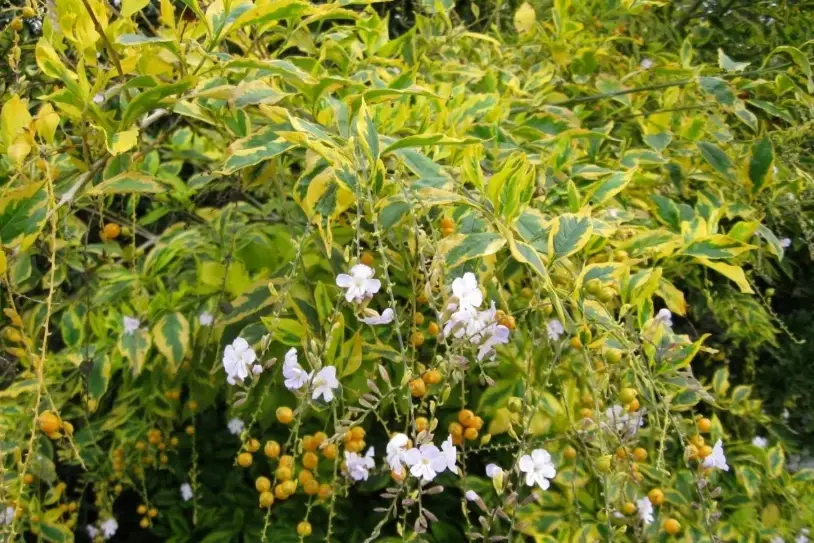 黃金露花照顧