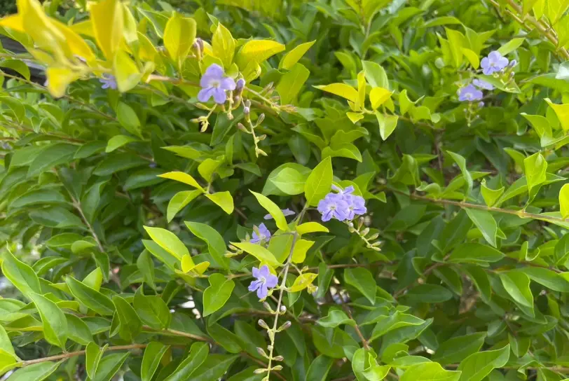 黃金金露花