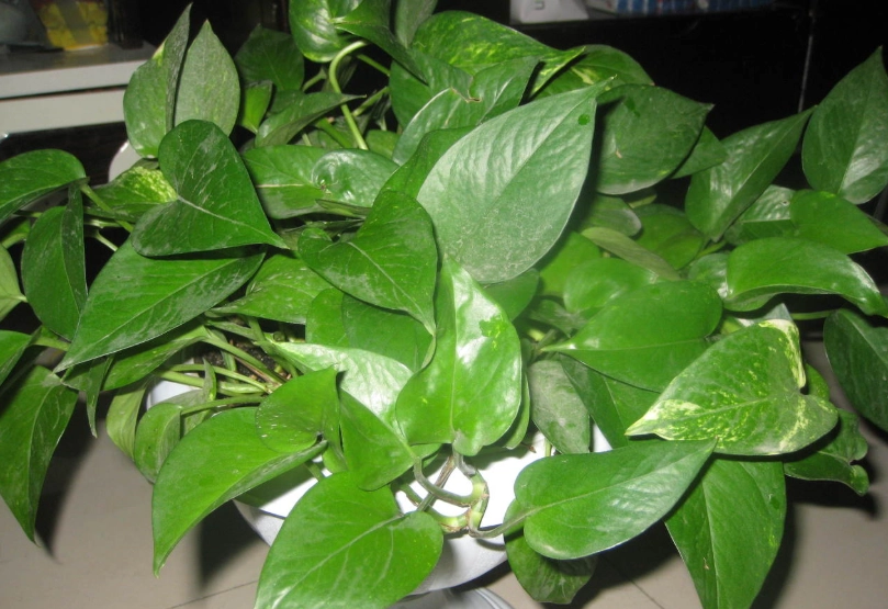 綠蘿招財 綠蘿招財