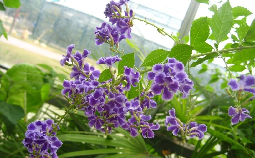 黃金金露花