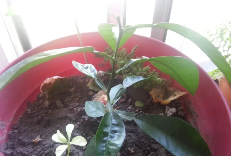 檸檬樹盆栽照顧 檸檬樹盆栽照顧