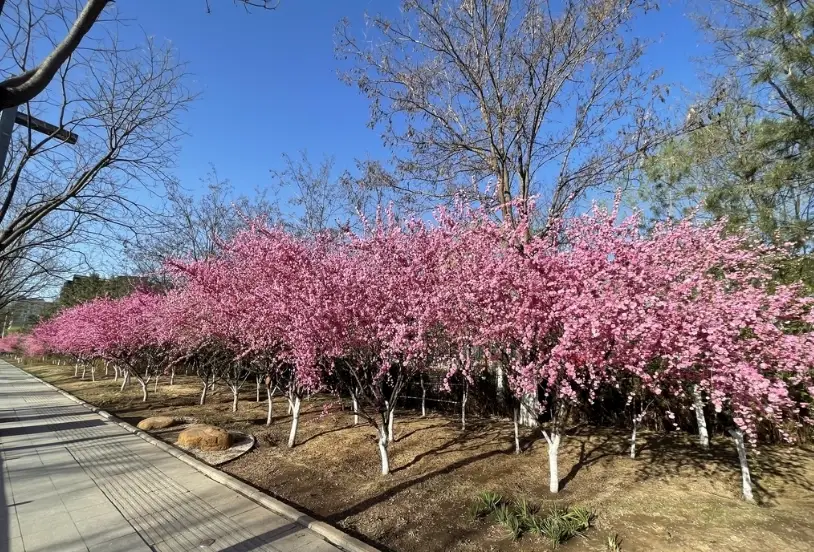 熱帶水蜜桃 盆栽