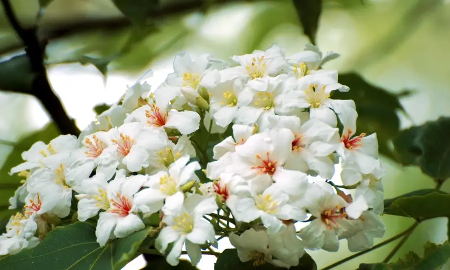 苗栗油桐花 苗栗油桐花