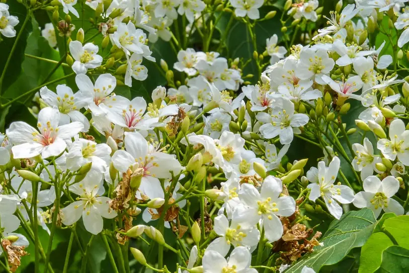 苗栗桐花祭 苗栗桐花祭