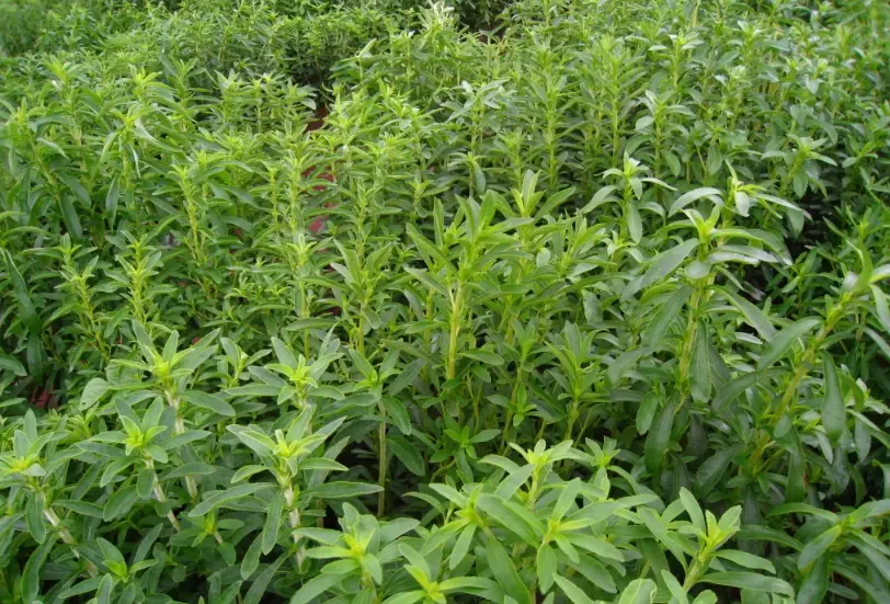 甜菊葉哪裡買 甜菊葉哪裡買