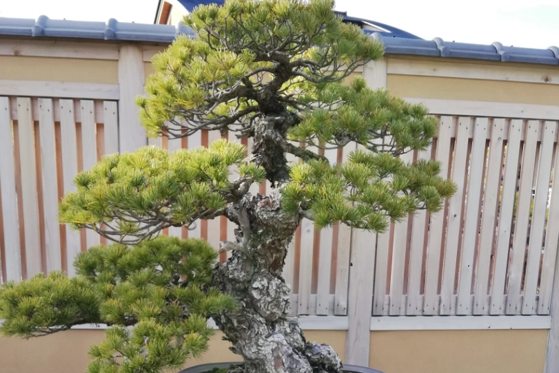 松蘿種植 松蘿種植