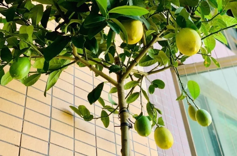 檸檬盆栽種植 檸檬盆栽種植
