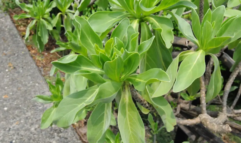 白水木塑型 白水木塑型