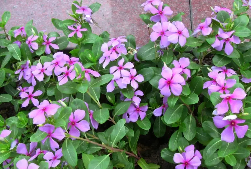 長春花 花語 長春花 花語