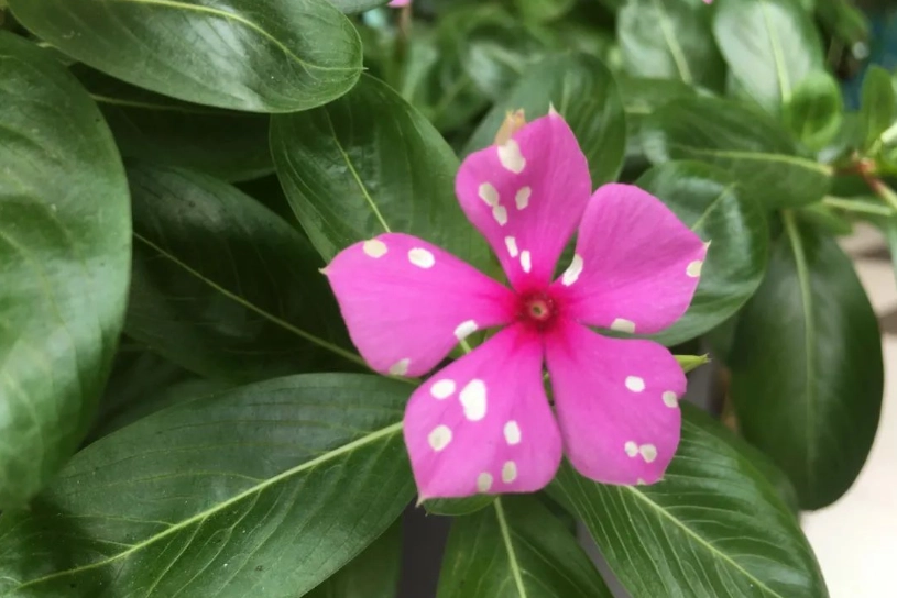 長春花 花語 長春花 花語