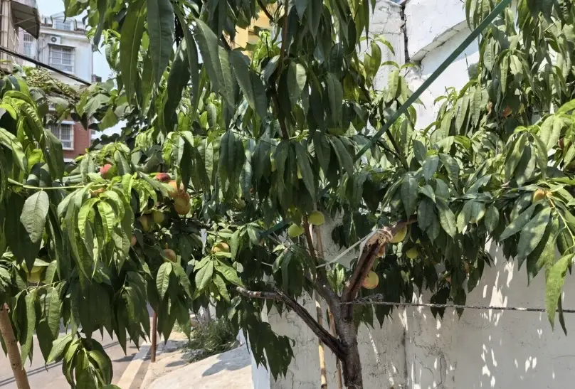 桃樹 流膠病
