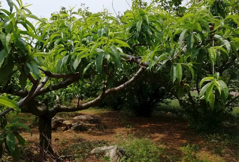熱帶水蜜桃 盆栽