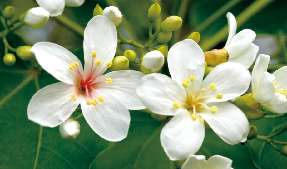 苗栗油桐花 苗栗油桐花