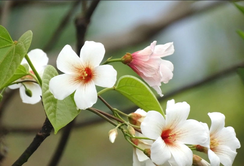 苗栗油桐花 苗栗油桐花