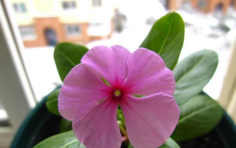 長春花 顏色 花語 長春花 顏色 花語