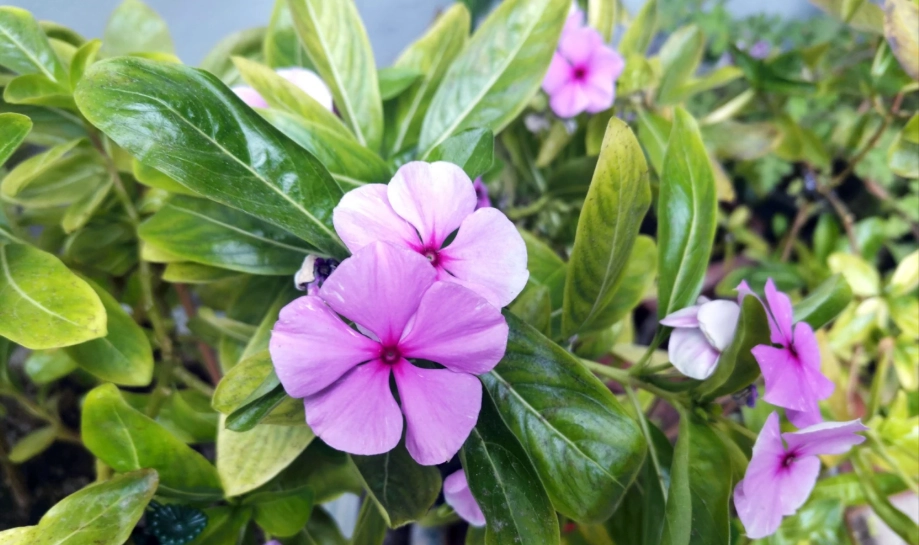 長春花 顏色 花語 長春花 顏色 花語