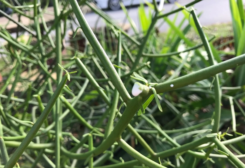 綠珊瑚照顧