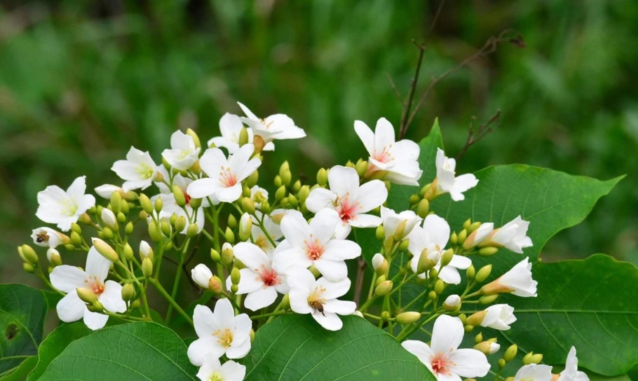 苗栗油桐花 苗栗油桐花