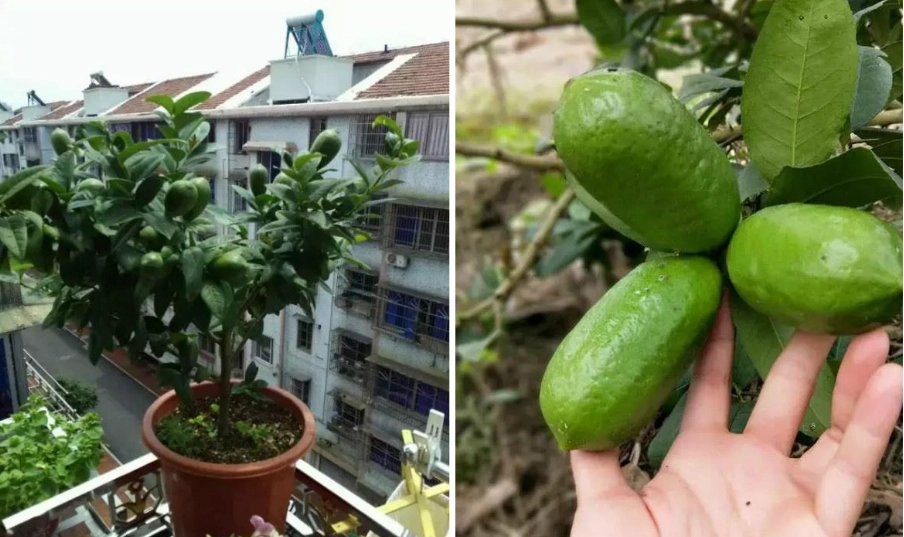 檸檬盆栽種植 檸檬盆栽種植