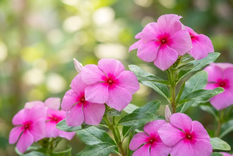 長春花 花語 長春花 花語
