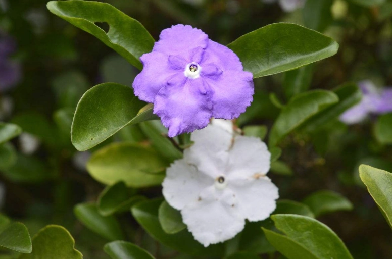 茉莉花修剪時機