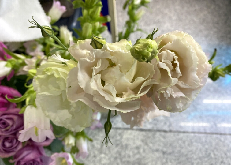 洋桔梗產季