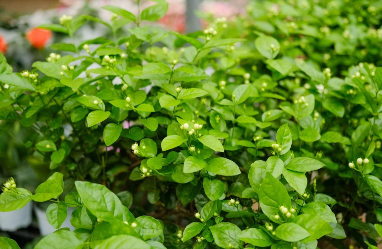茉莉花只長葉不開花