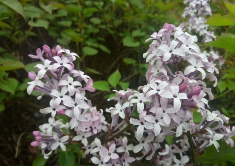 百里香澆水 百里香澆水