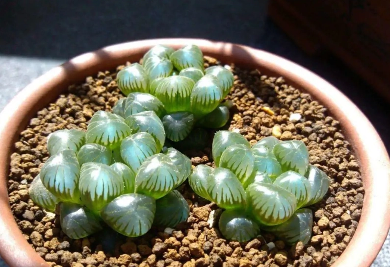 石頭玉澆水 石頭玉澆水