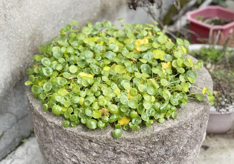 圓幣草照顧 圓幣草照顧