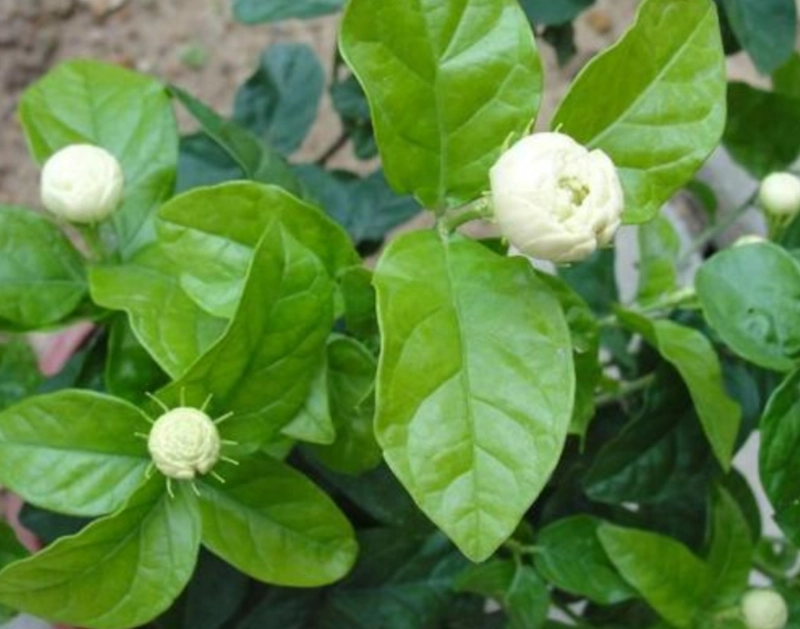 茉莉花只長葉不開花